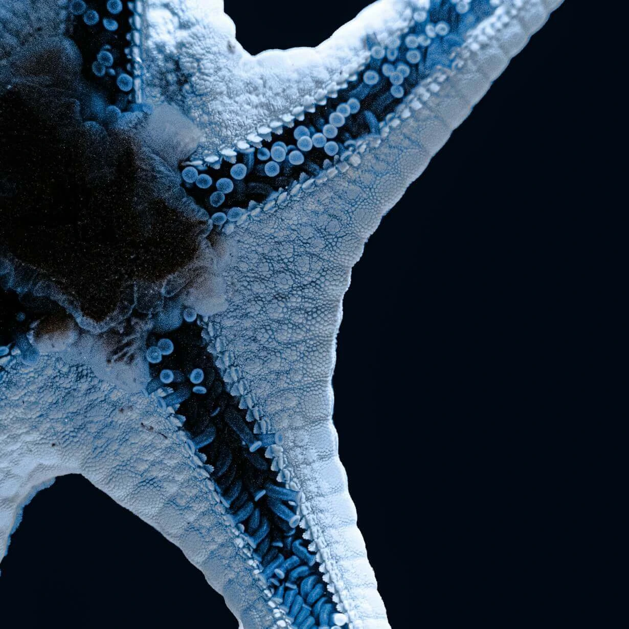 Connecting Ocean Data to Discovery